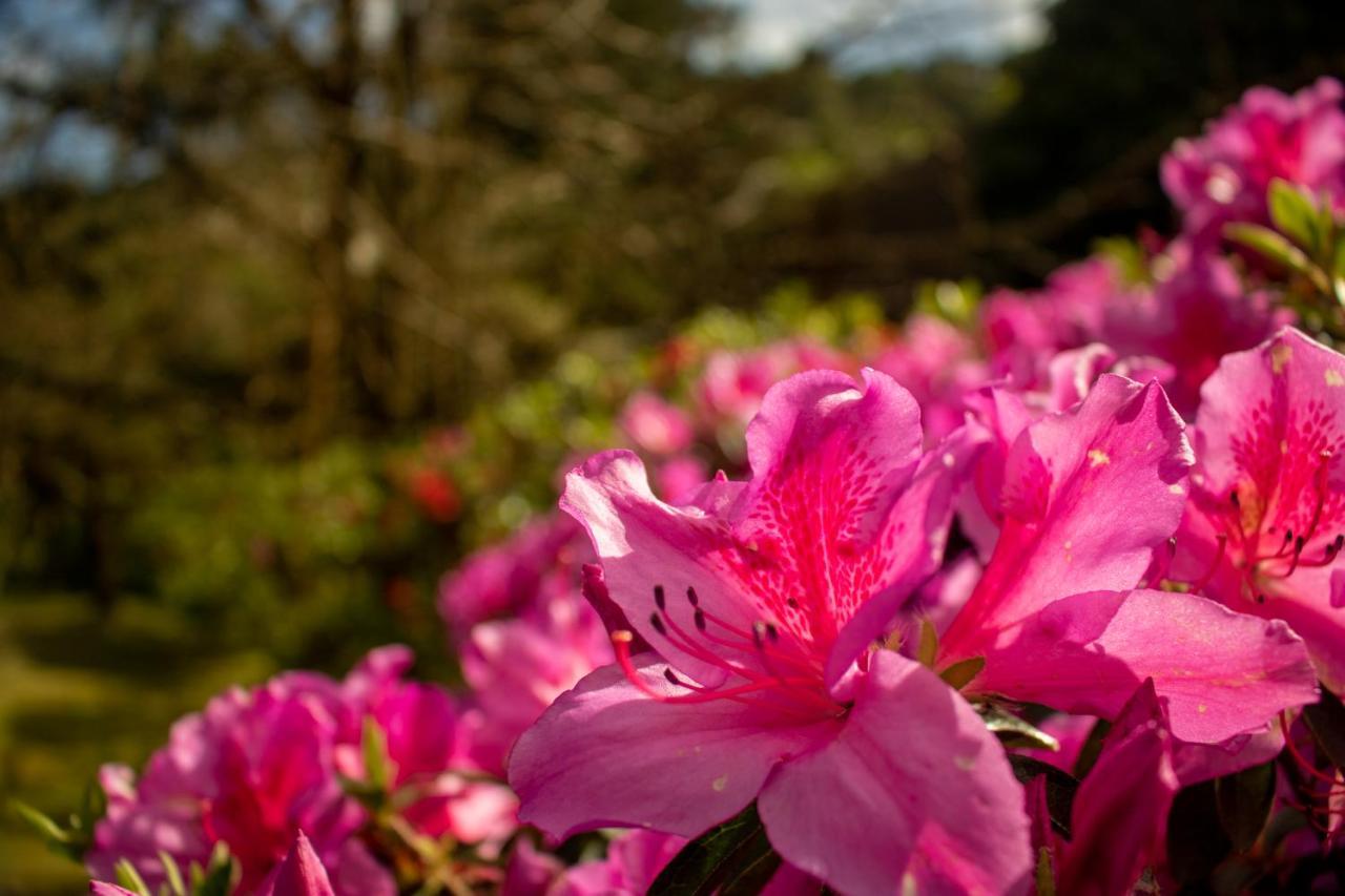 Affittacamere Quinta da Mo Furnas  Esterno foto